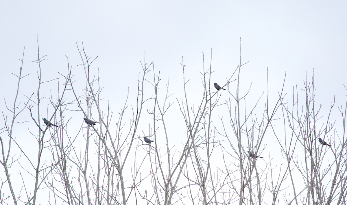 Common Grackle - ML644478462