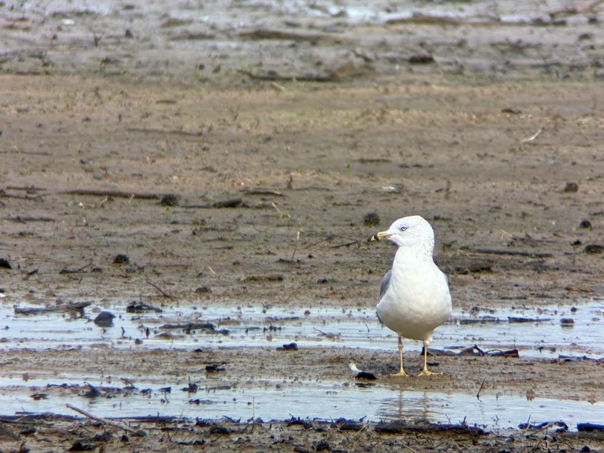 Ring-billed Gull - ML644478463