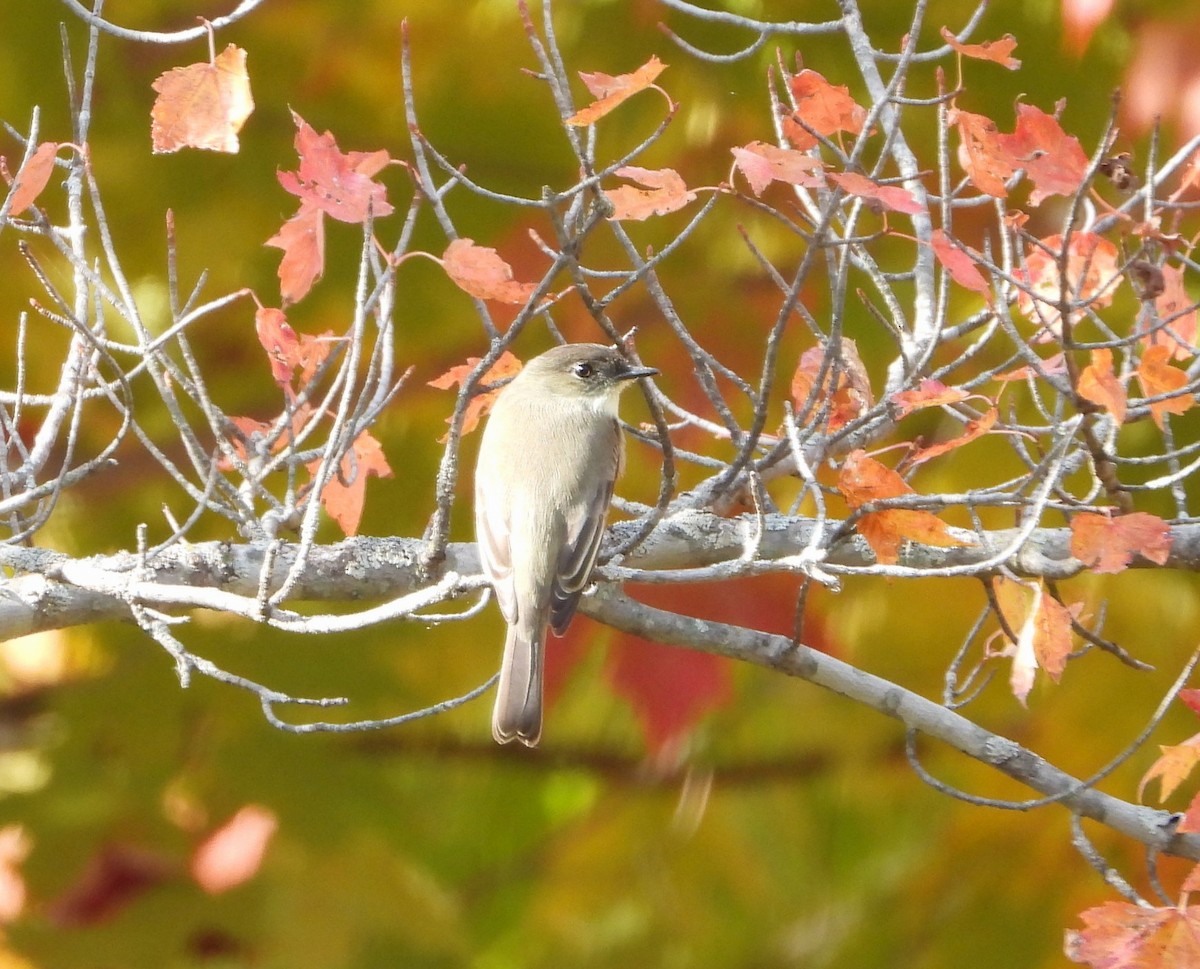 Eastern Phoebe - ML644478464
