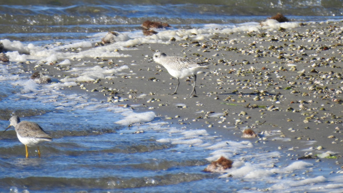 Black-bellied Plover - ML644478466