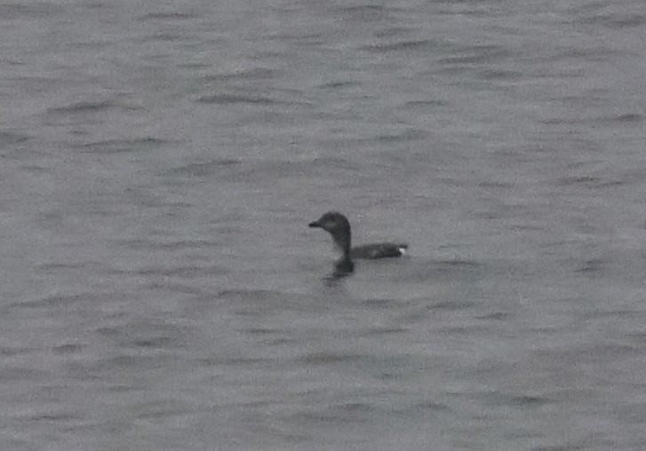 Prachttaucher - ML644478471