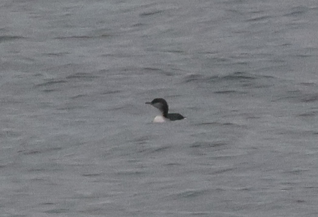 Prachttaucher - ML644478472