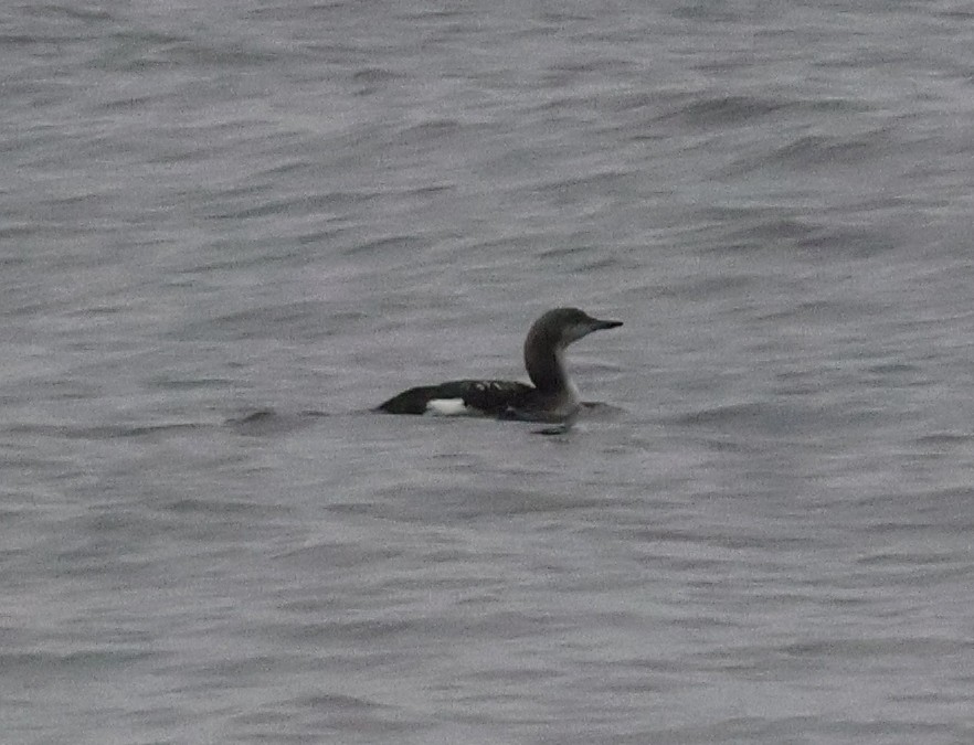 Prachttaucher - ML644478474