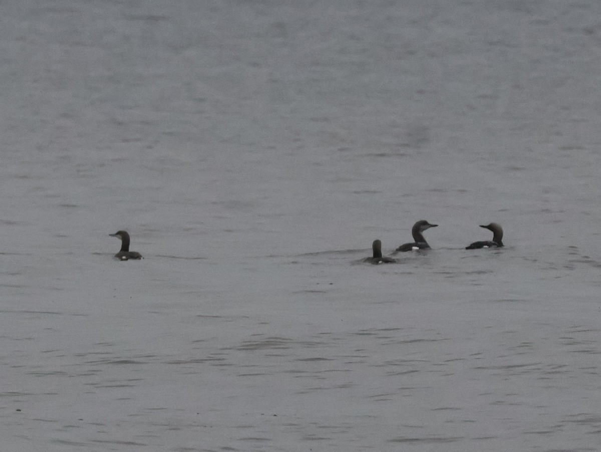 Prachttaucher - ML644478475