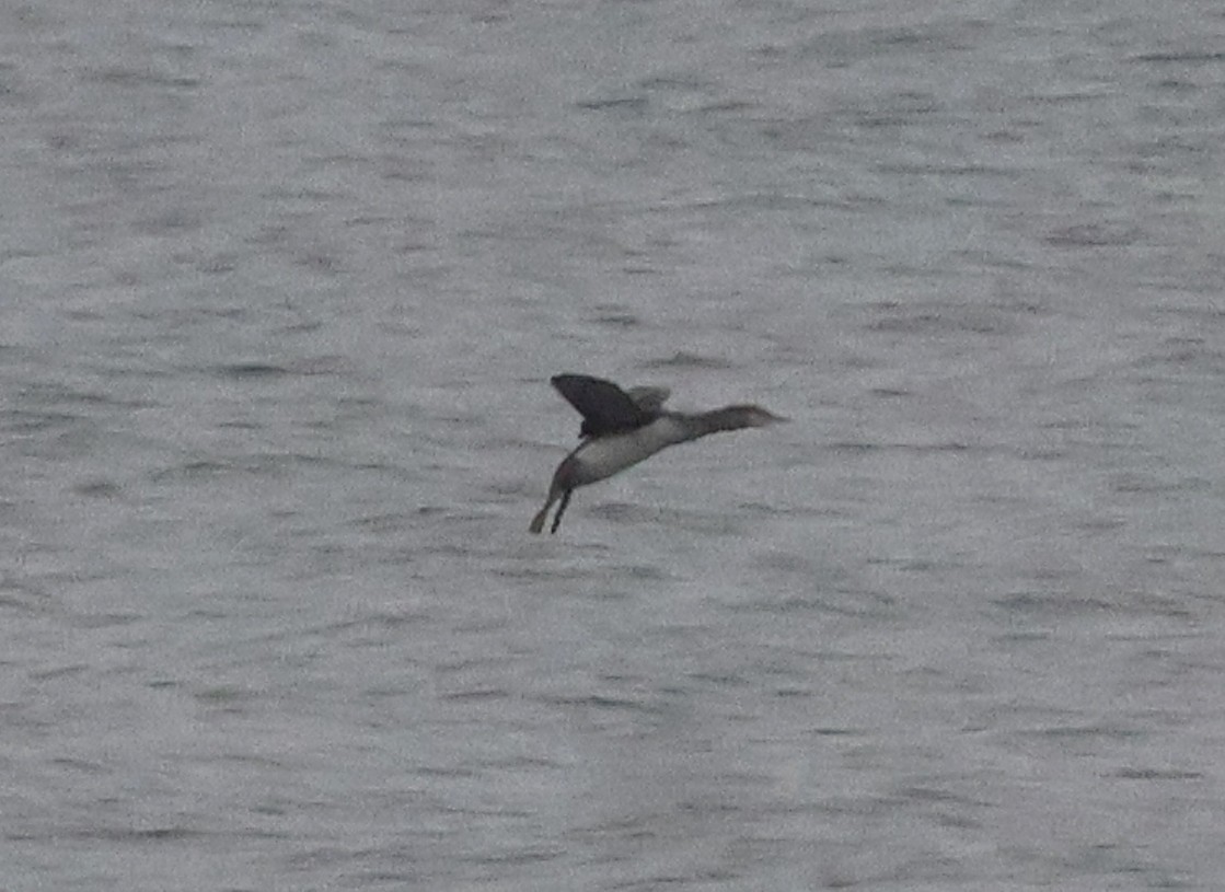 Prachttaucher - ML644478476