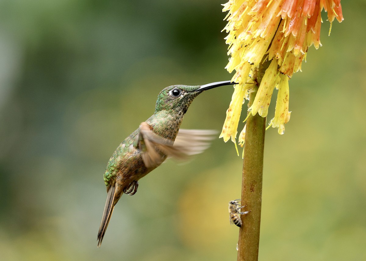 Füme Rengi Pırıltı - ML644478506