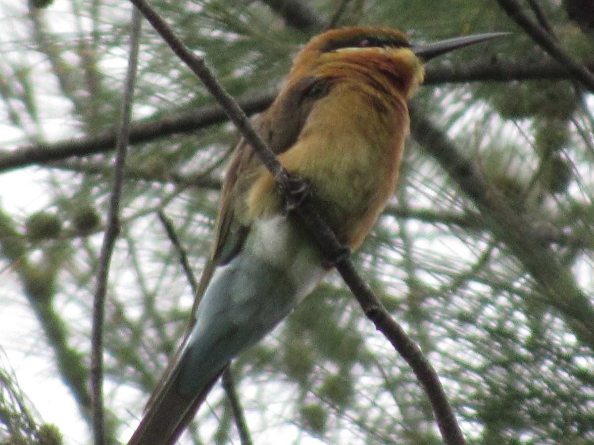 Blue-tailed Bee-eater - ML644478511