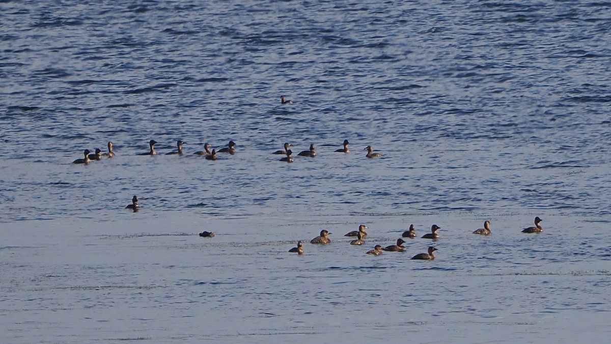 Pato Dorsiblanco - ML644478526