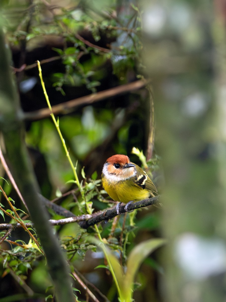 Rufous-crowned Tody-Flycatcher - ML644478535