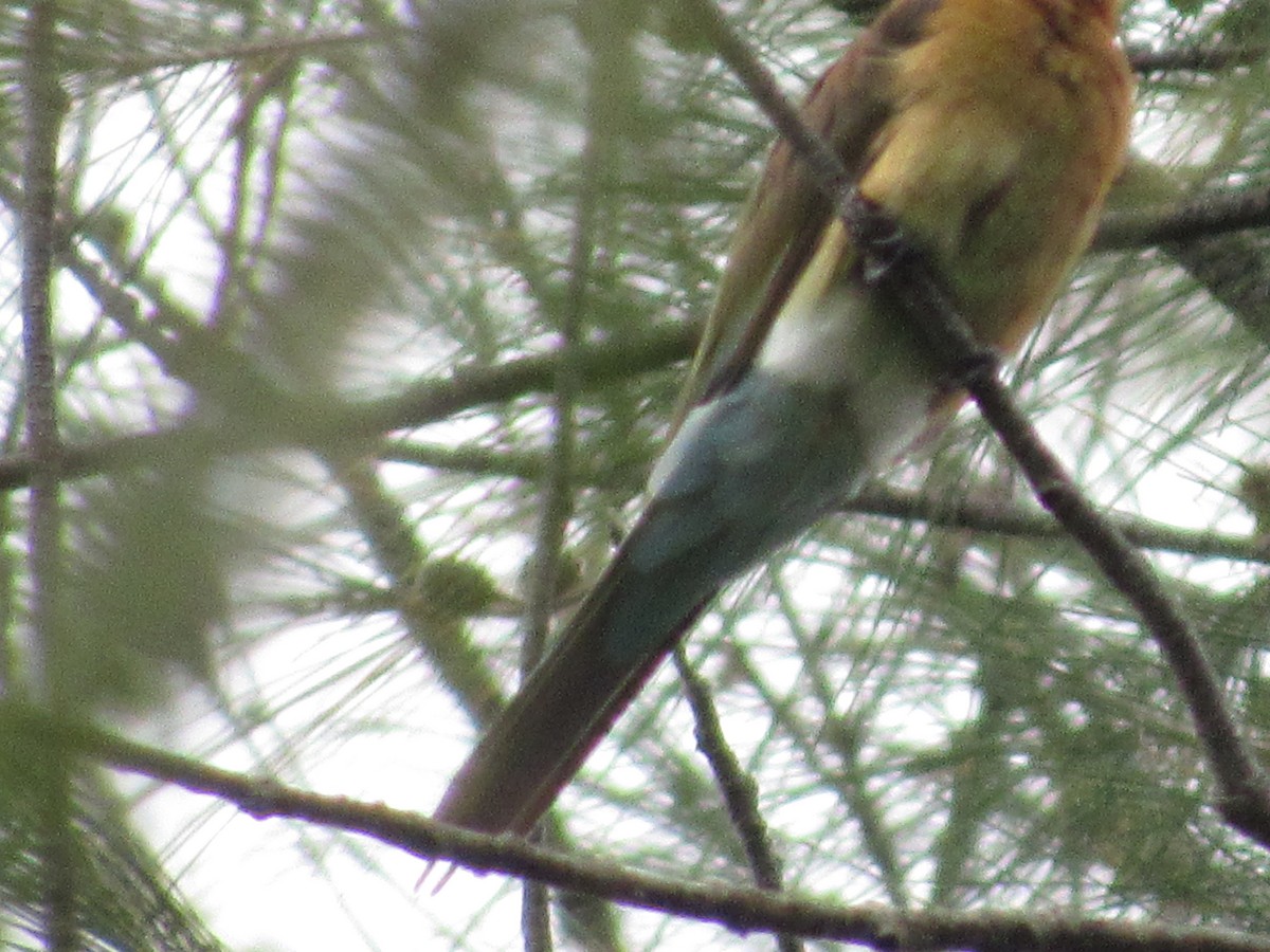 Blue-tailed Bee-eater - ML644478537