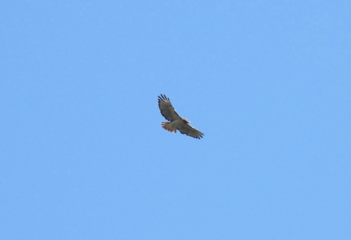 Busardo Colirrojo - ML644478552