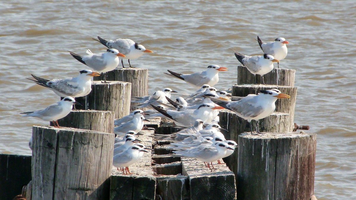 Forster's Tern - ML644478553