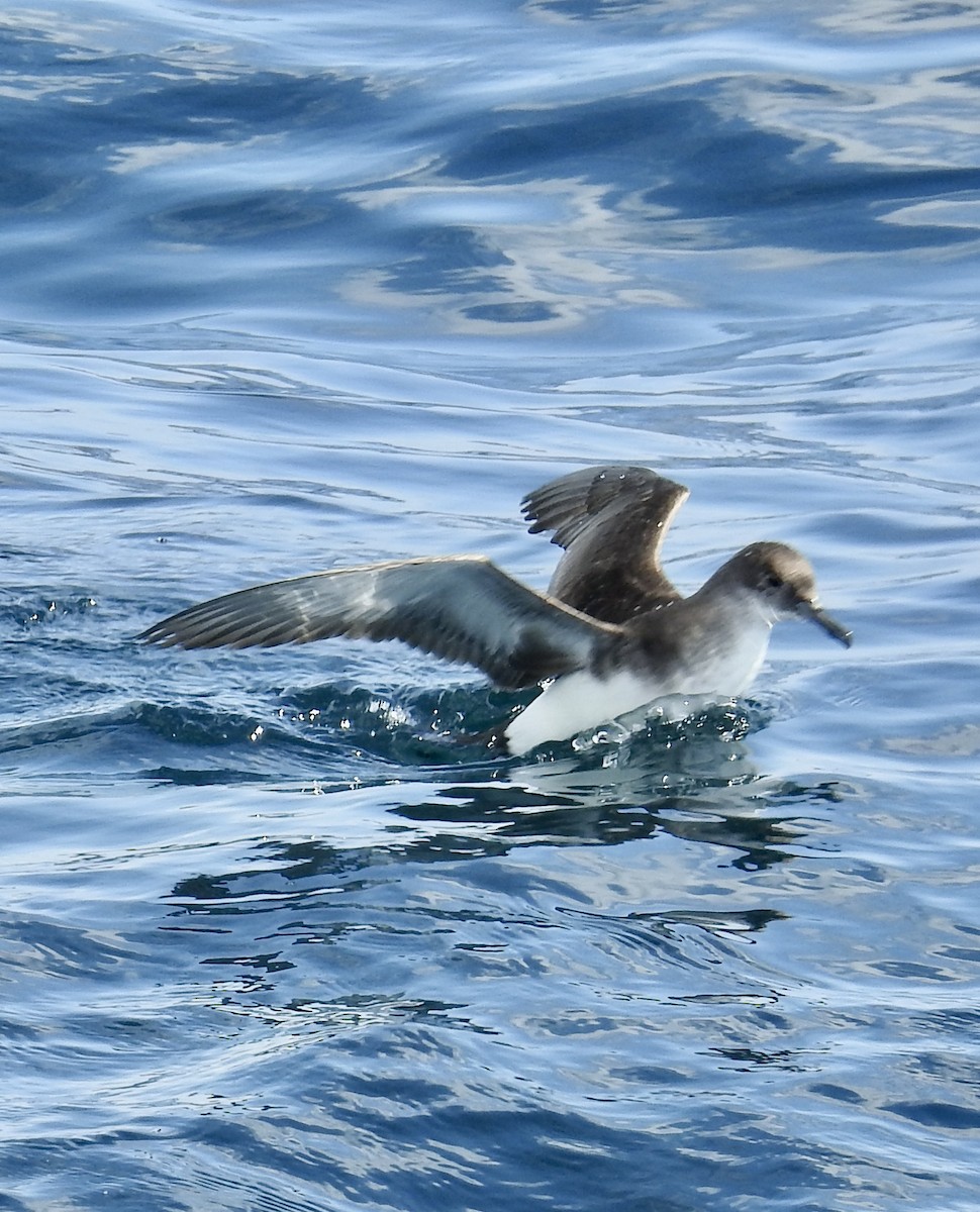 Puffin volage - ML644478554