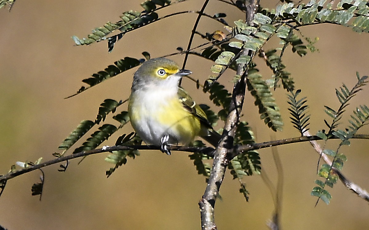 White-eyed Vireo - ML644478558