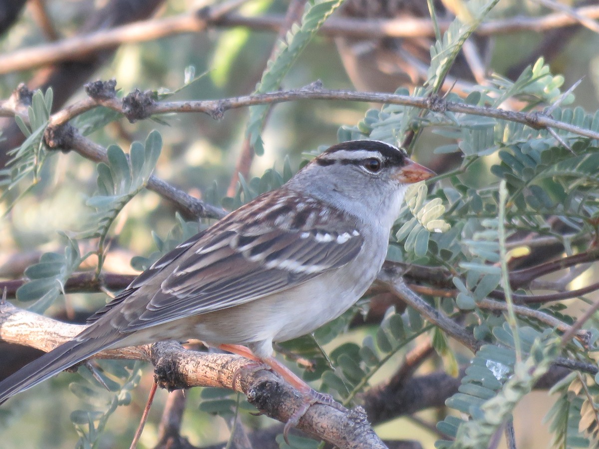 White-crowned Sparrow - ML644478566