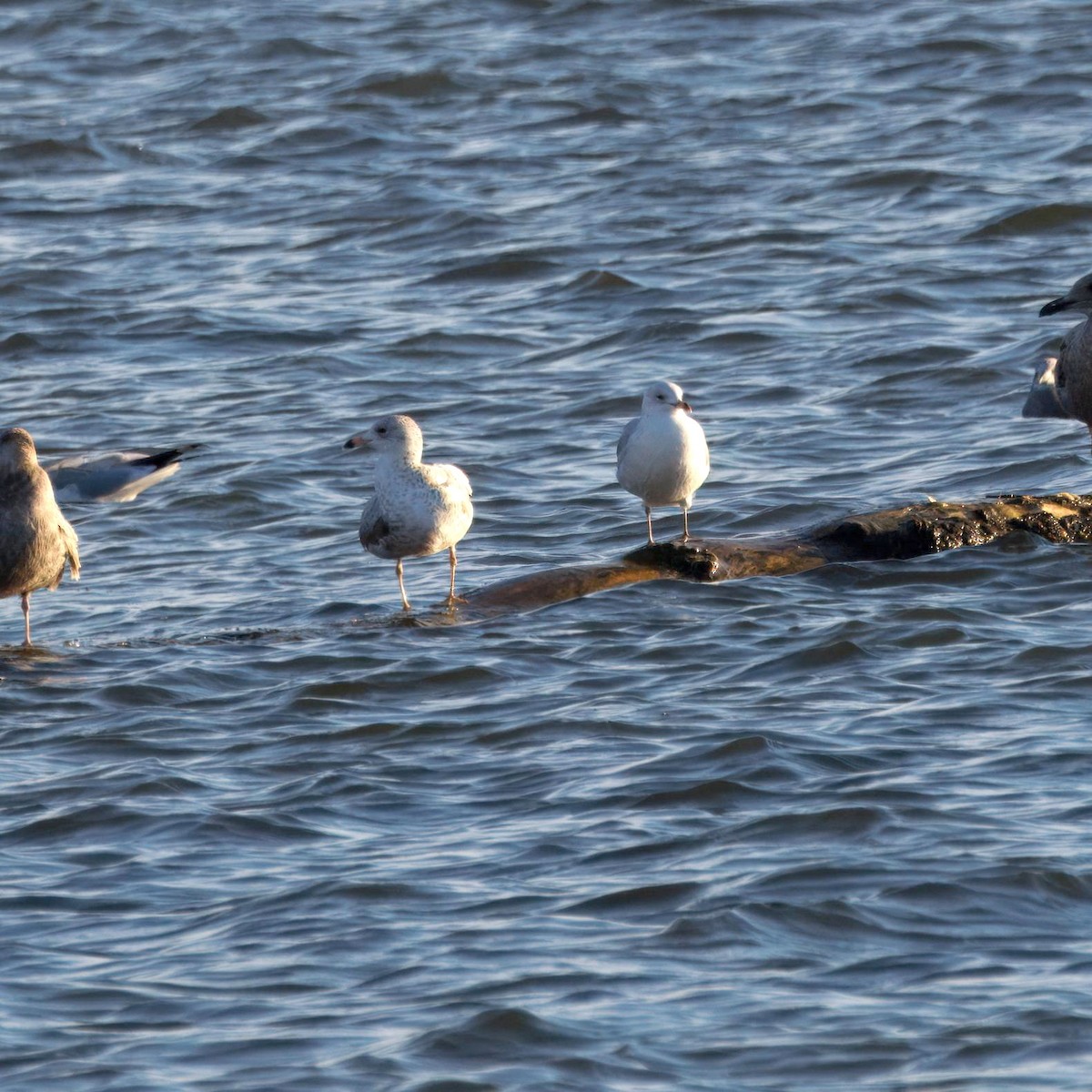 クロワカモメ - ML644478567