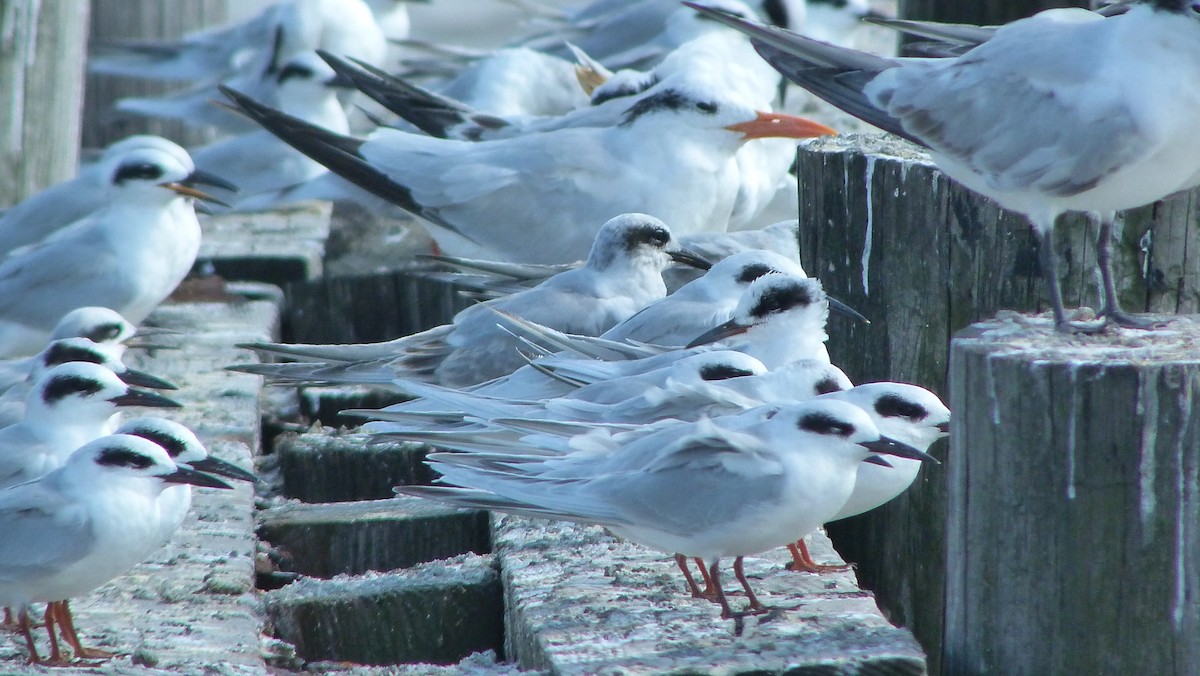 Forster's Tern - ML644478574