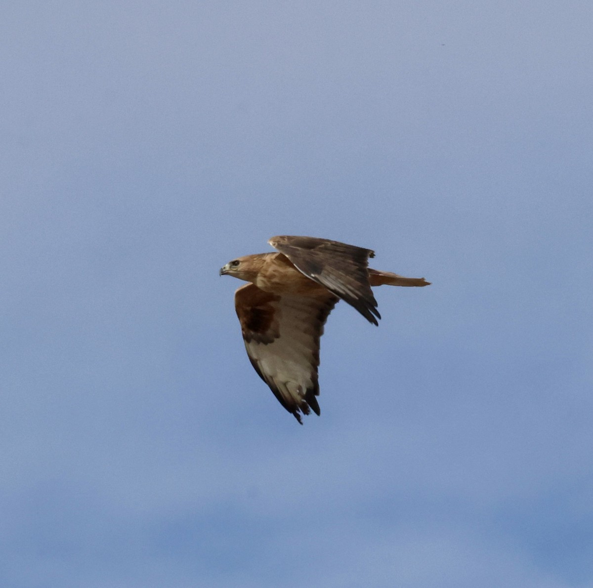 Long-legged Buzzard - ML644478578
