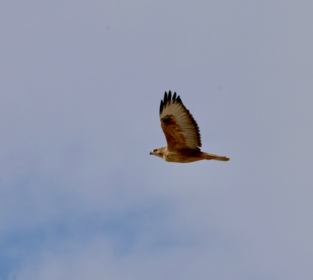 Long-legged Buzzard - ML644478579
