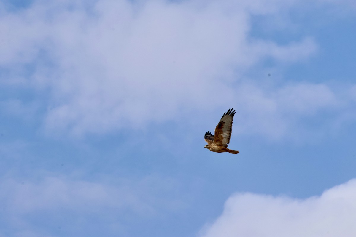 Long-legged Buzzard - ML644478580