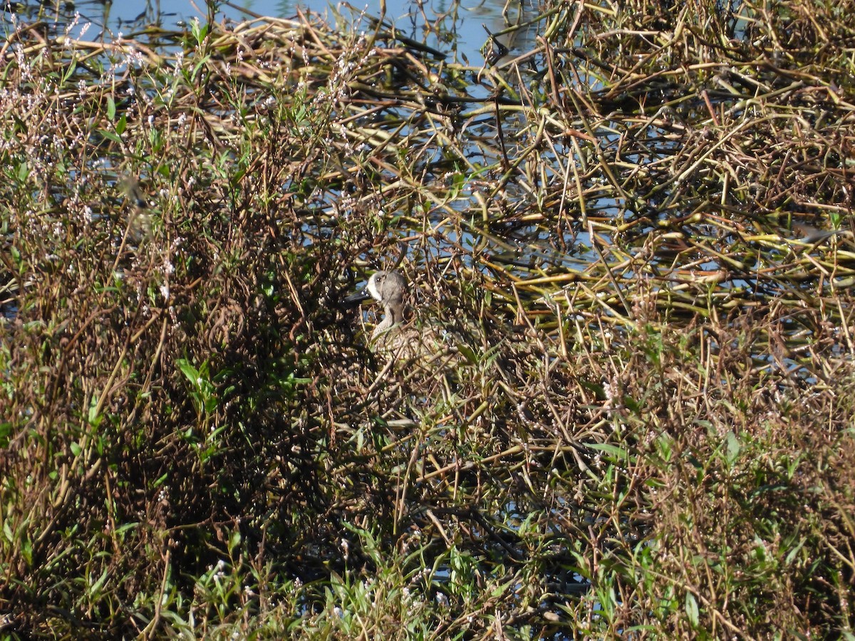 שרשיר כחול-כנף - ML644478581