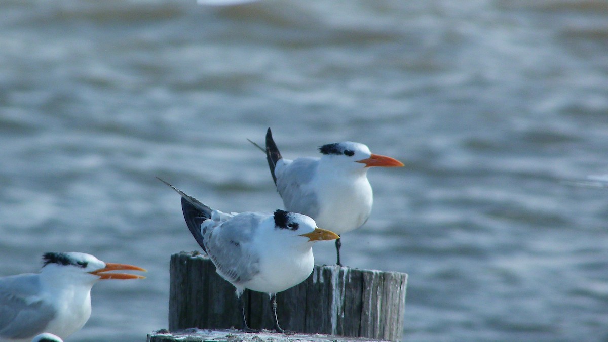 Txenada handi amerikarra - ML644478584