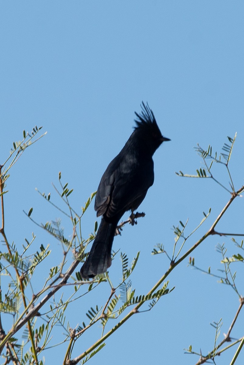 Phénopèple luisant - ML644478590