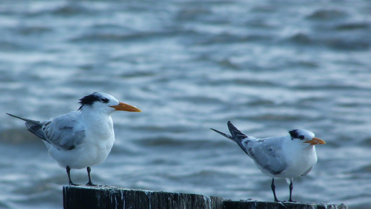 Txenada handi amerikarra - ML644478596