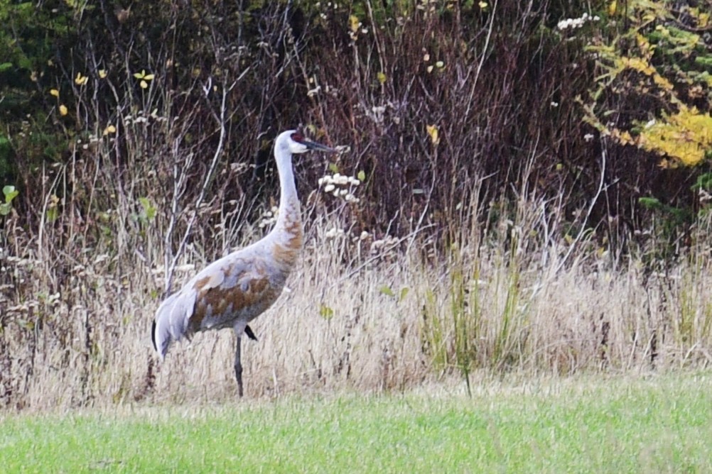 Sandhill Crane - ML644478604