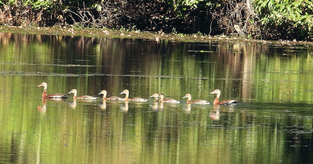 Suirirí Piquirrojo - ML644478612