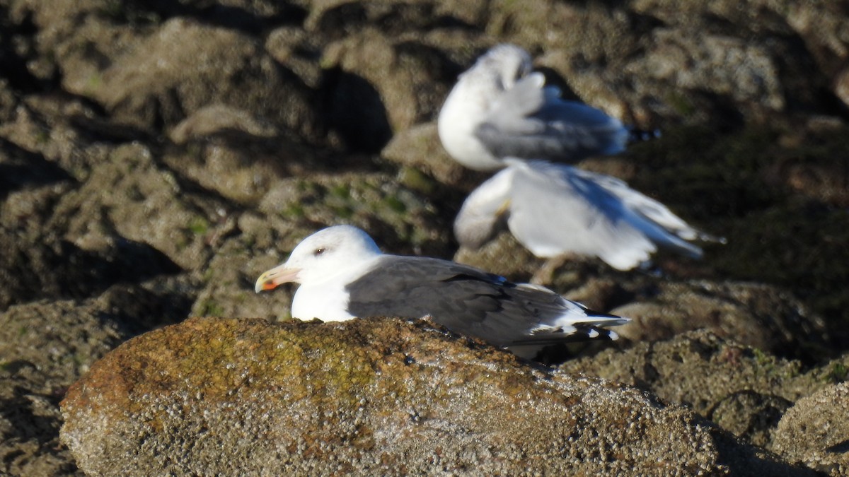 Büyük Kara Sırtlı Martı - ML644478613