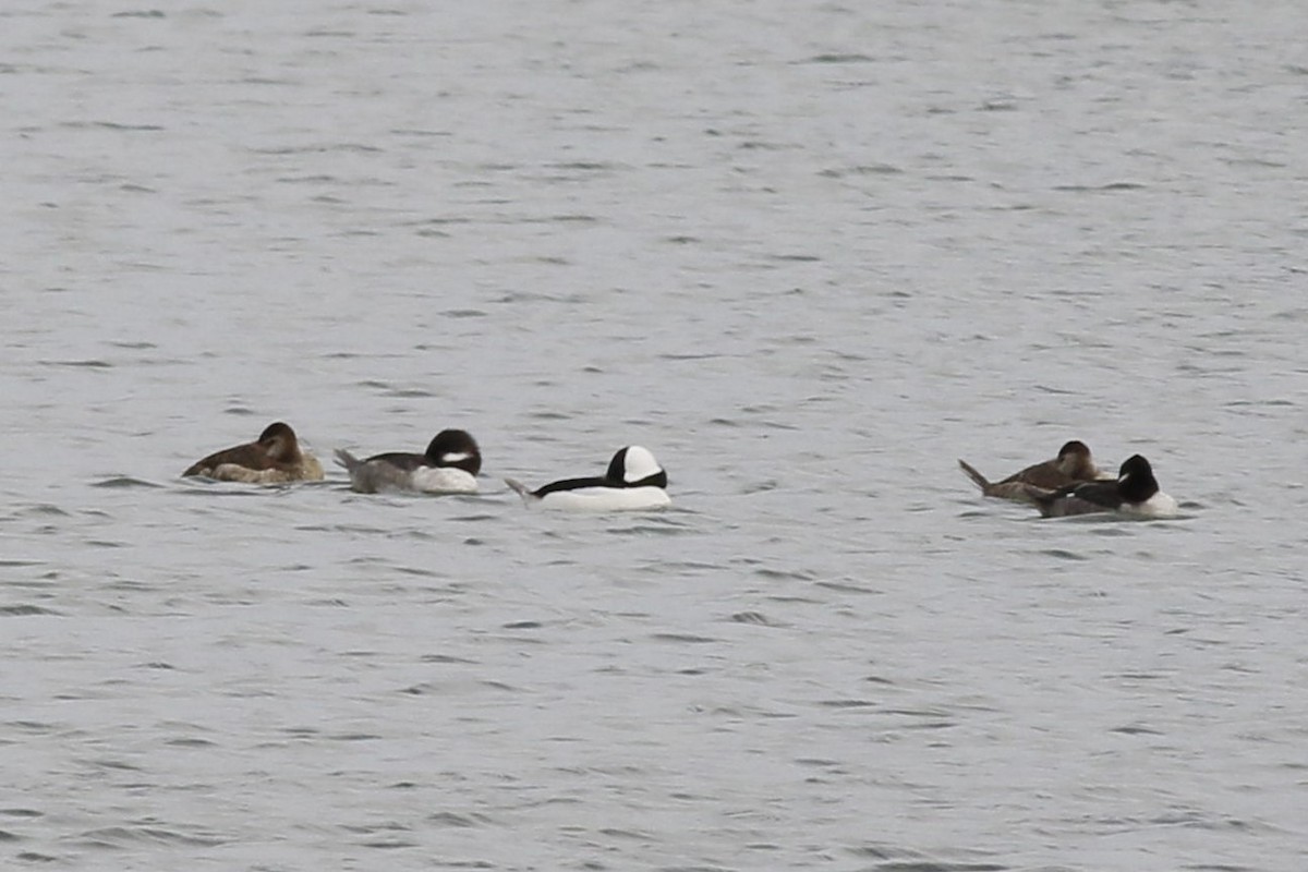 Bufflehead - ML644478614