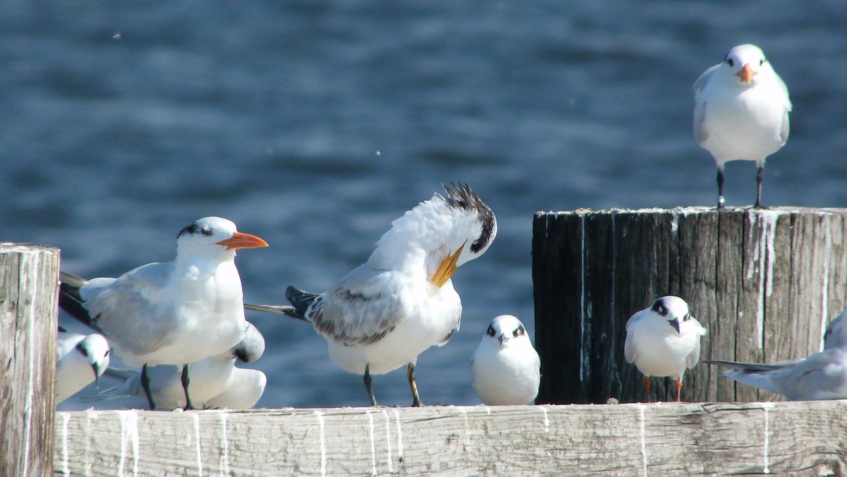 Txenada handi amerikarra - ML644478624