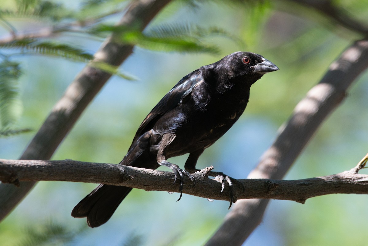 クロコウウチョウ - ML644478626