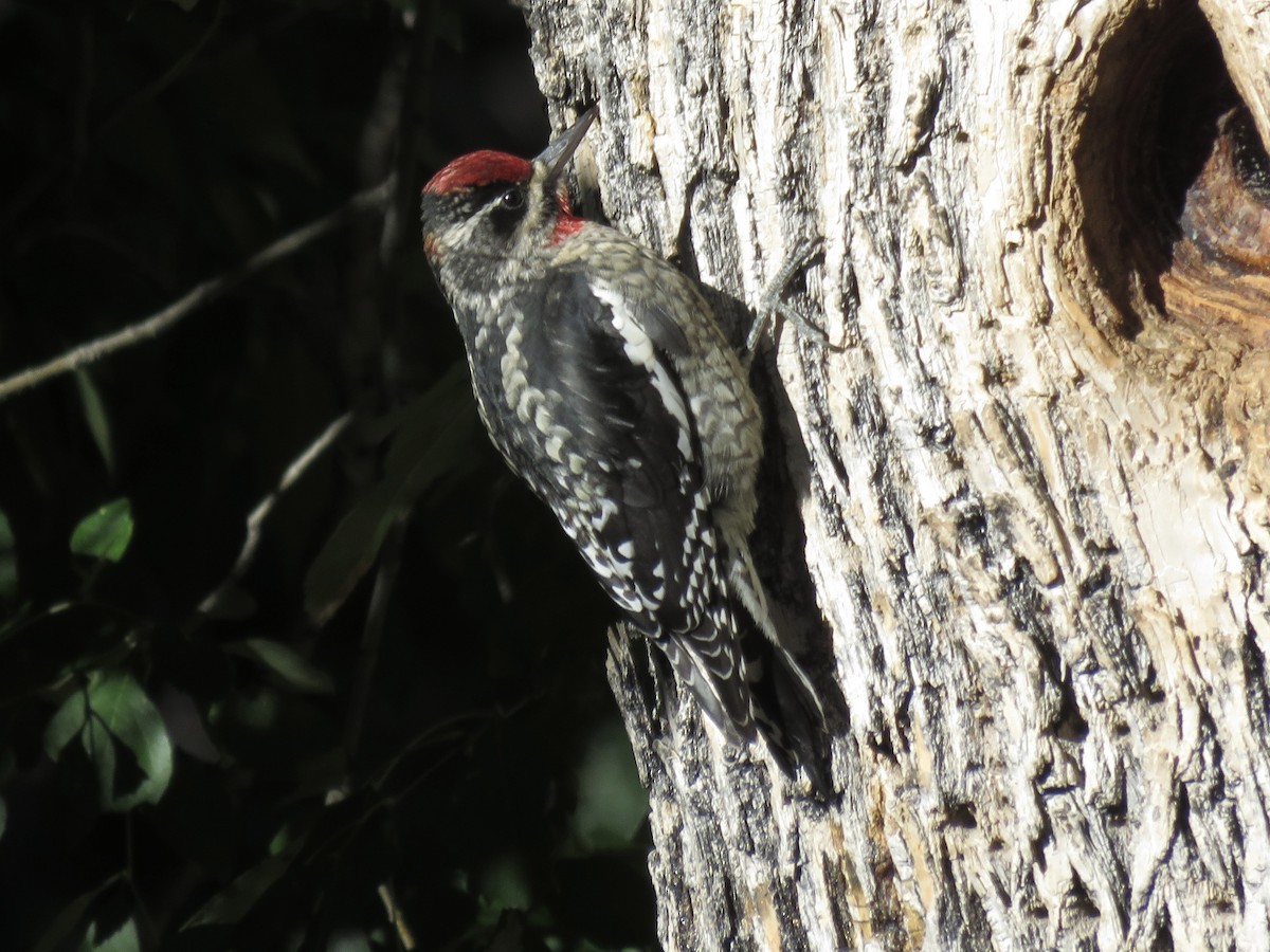 Red-naped Sapsucker - ML644478630