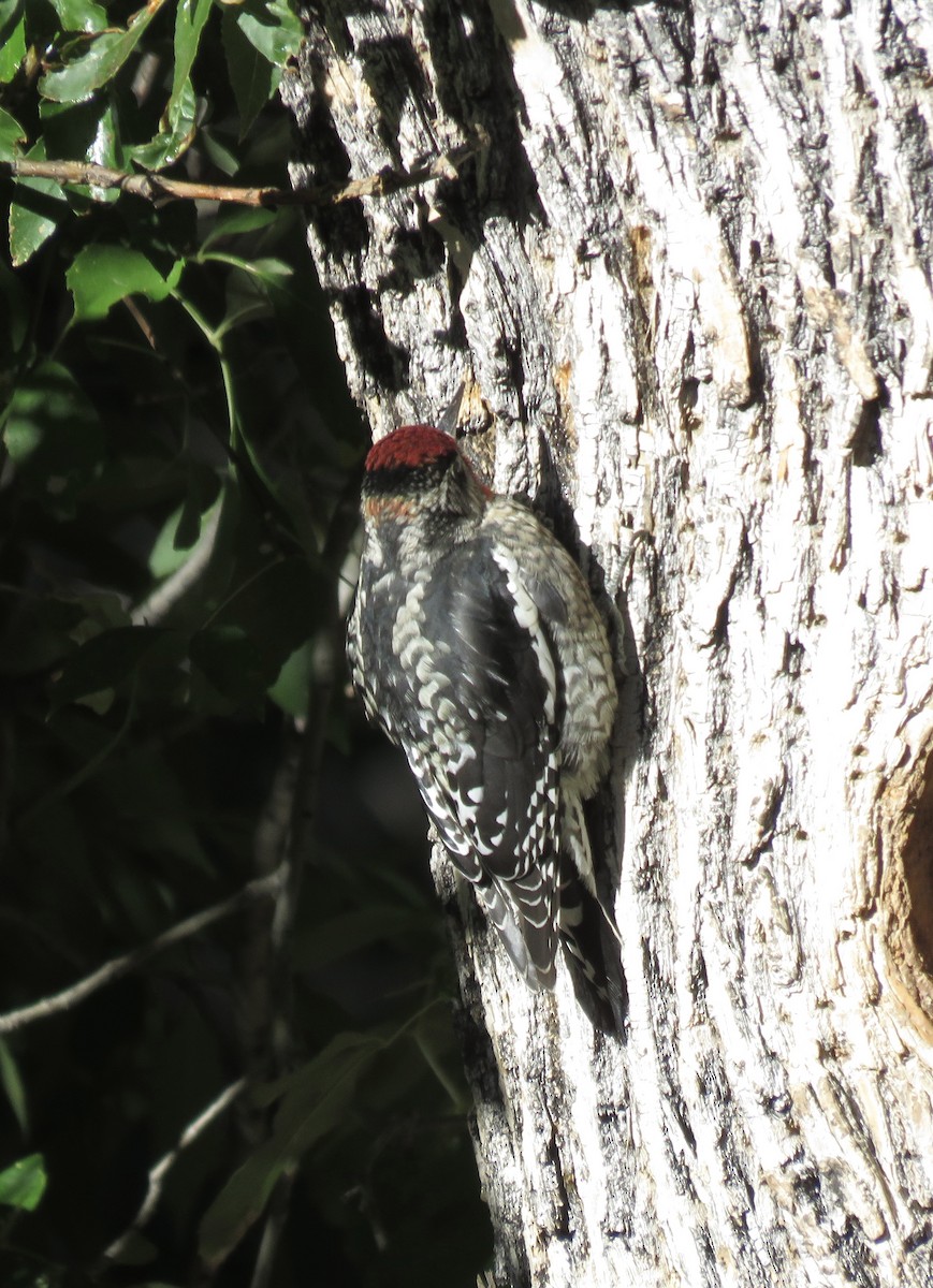 Red-naped Sapsucker - ML644478631