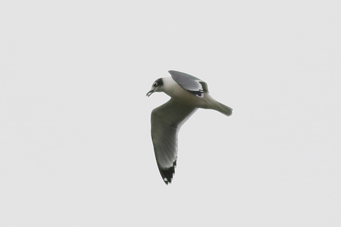 Franklin's Gull - ML644478633