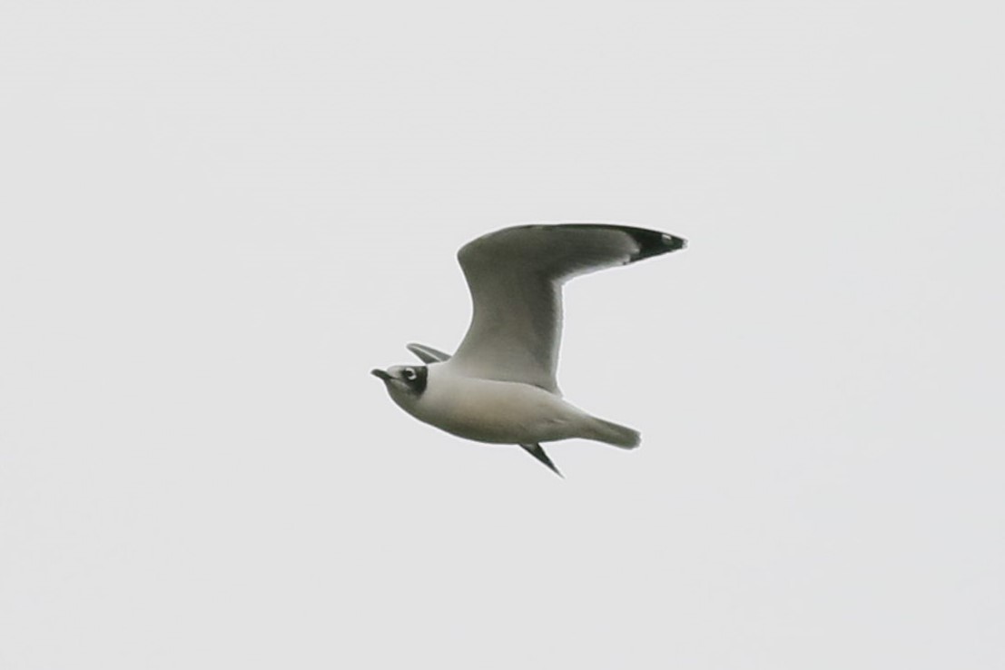 שחף אפור-זנב - ML644478634