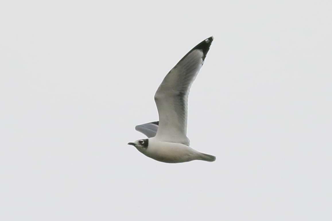 Franklin's Gull - ML644478635