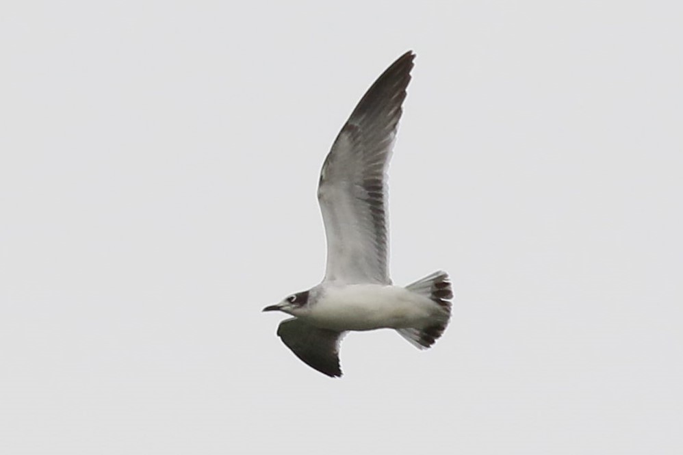 Franklin's Gull - ML644478637