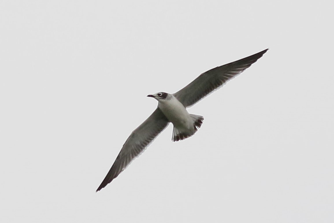 שחף אפור-זנב - ML644478638