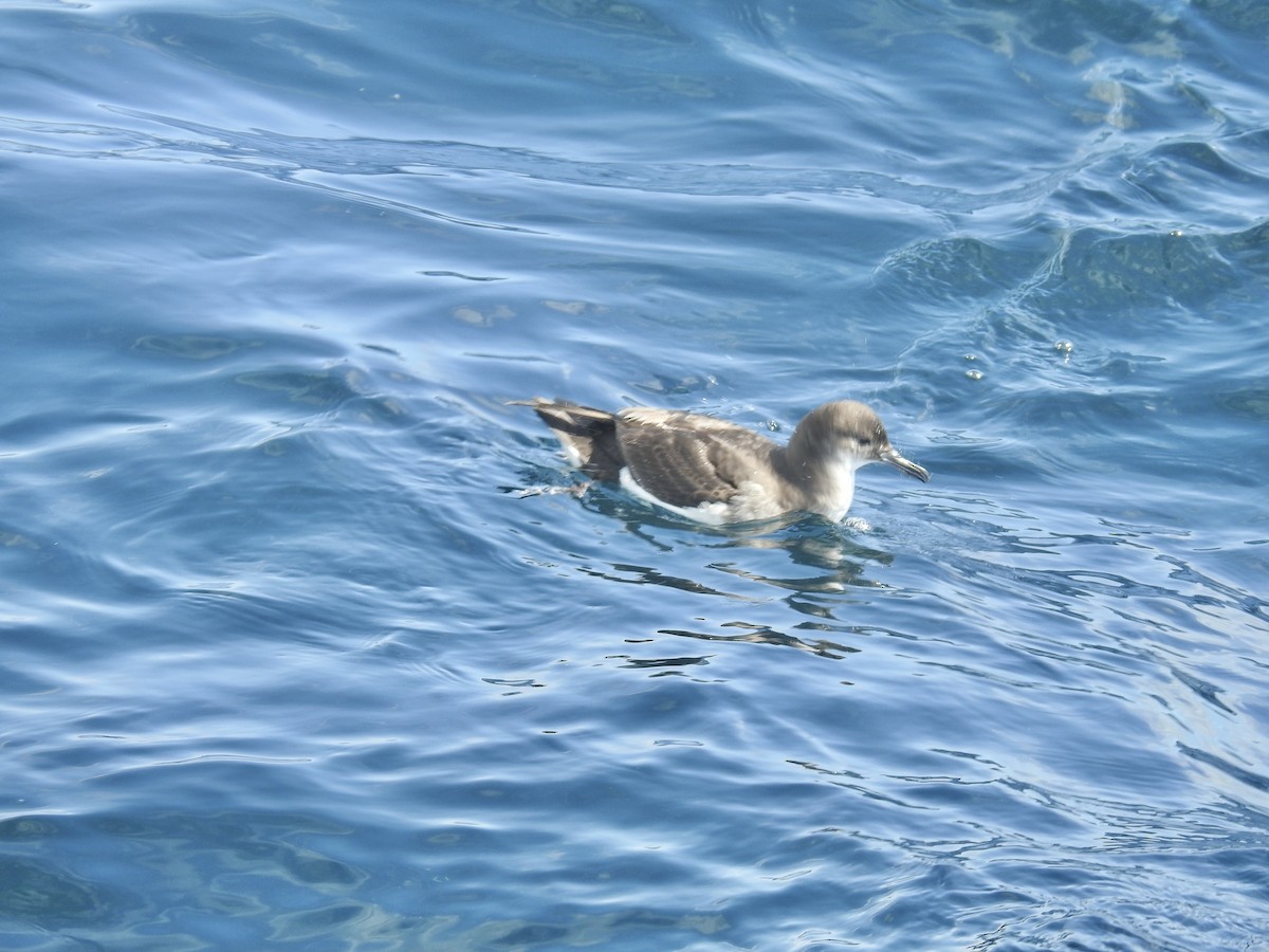 Puffin volage - ML644478645