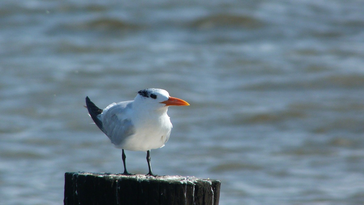 Txenada handi amerikarra - ML644478652