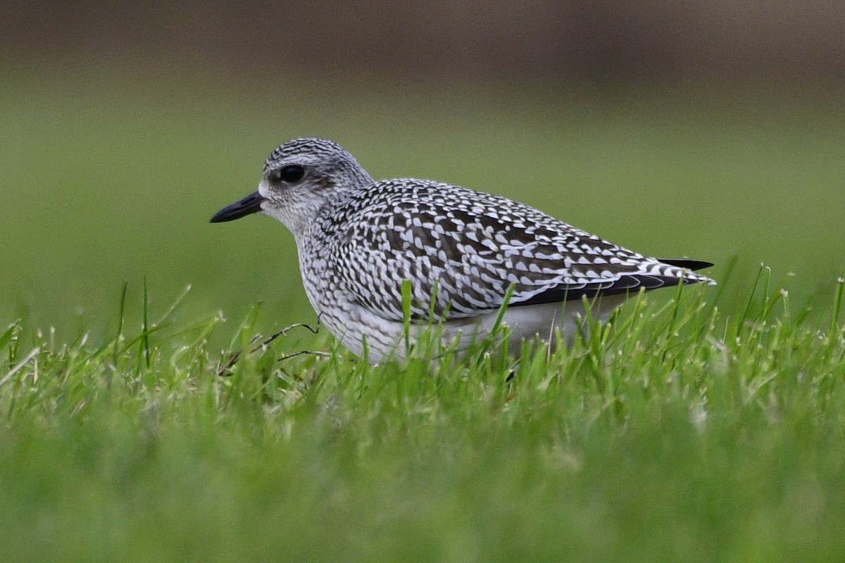 Black-bellied Plover - ML644478675