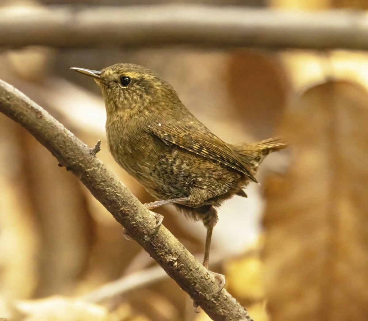 Pacific Wren - ML644478685