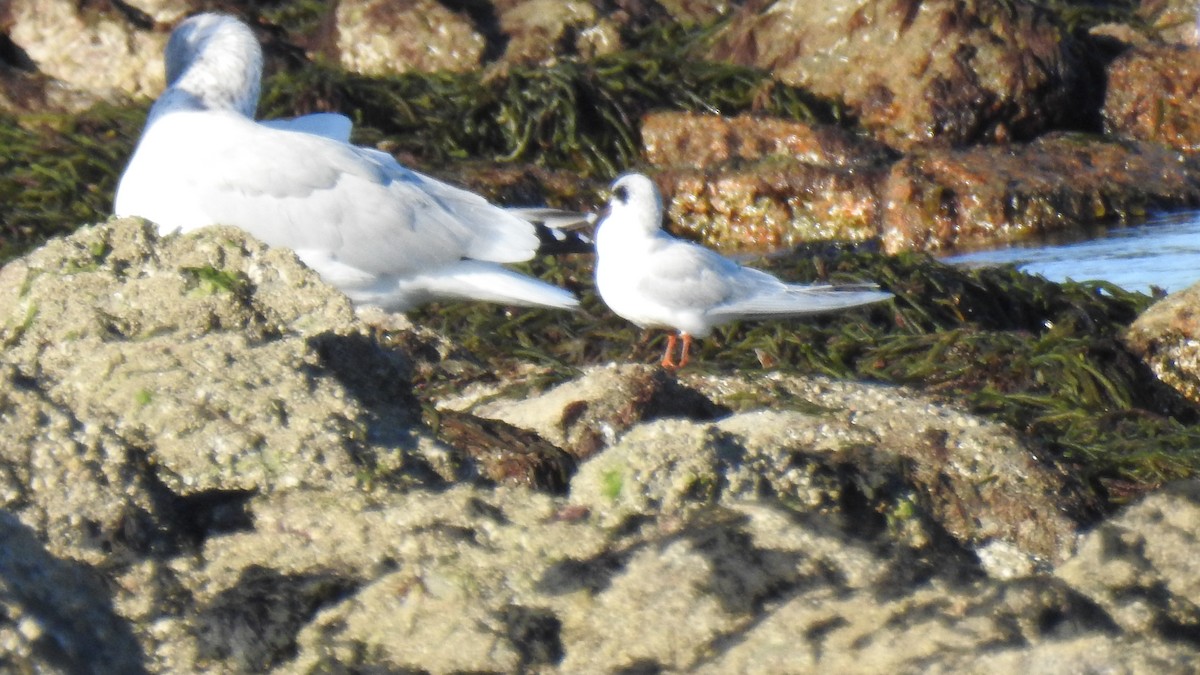 Forster's Tern - ML644478696