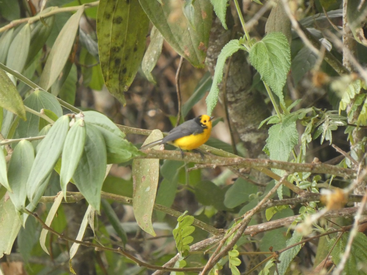 gulpannehvitstjert - ML644478699