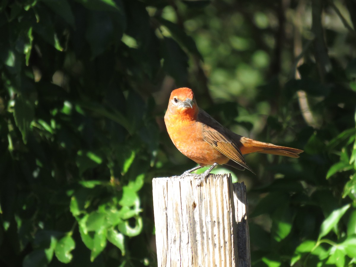 Hepatic Tanager - ML644478701