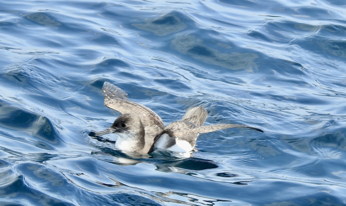 Puffin volage - ML644478707