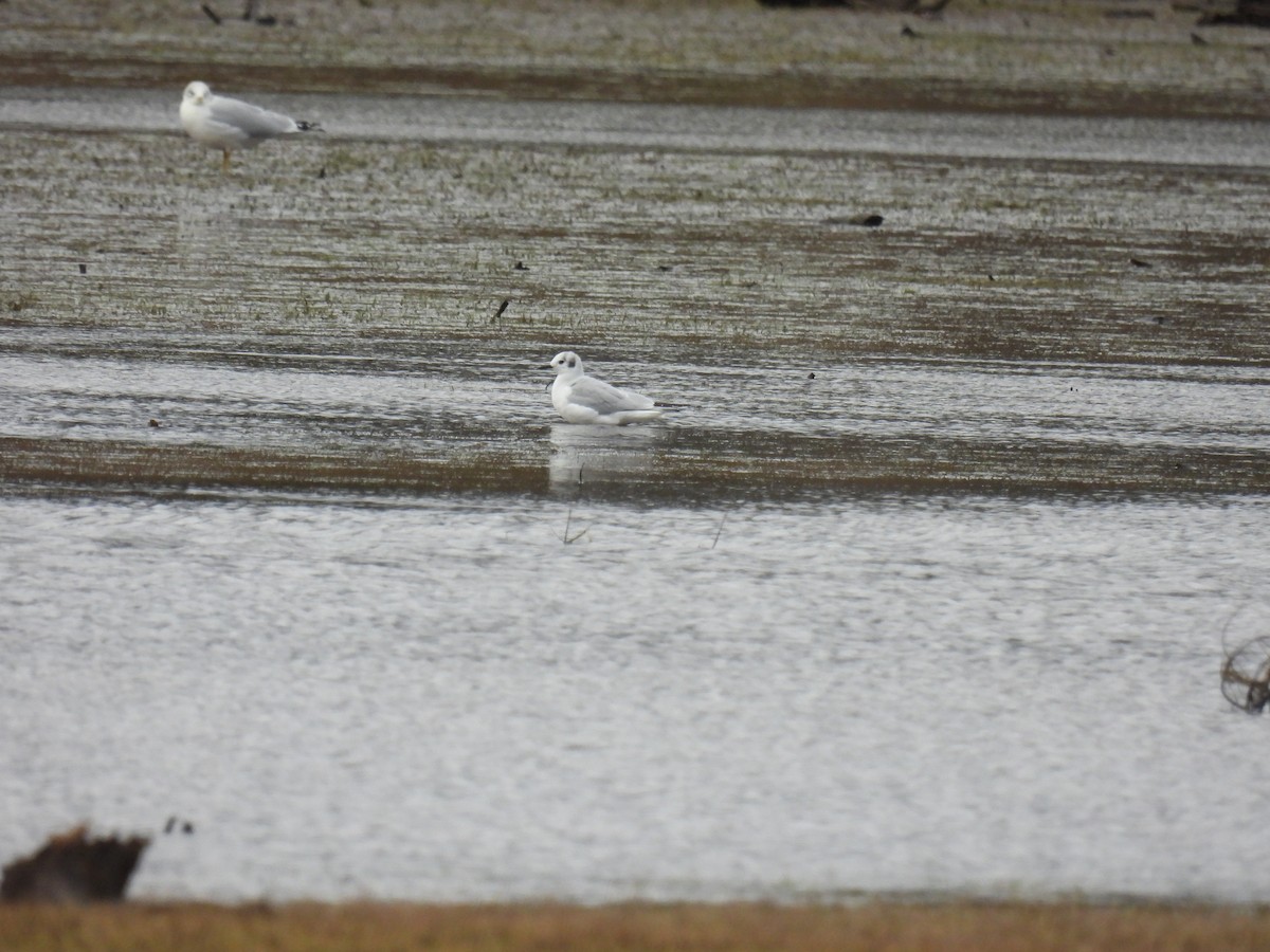 Bonaparte's Gull - ML644478709